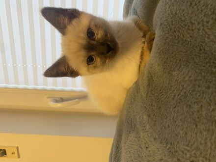 Katzen Kitten Siam tabby und chocolate Point