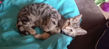 Bengal mix Kitten