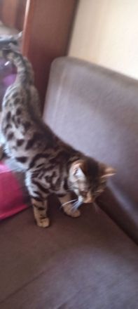 Bengal mix Kitten