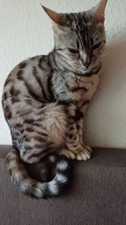 Bengal mix Kitten