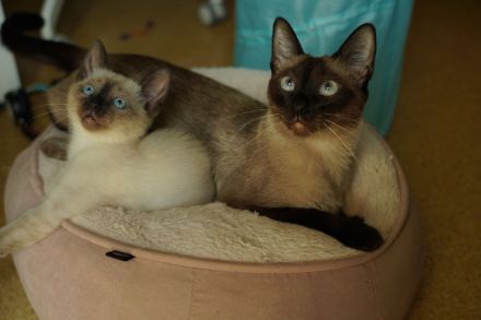 Reinrassige Siam Katzen, alter Typ Thai Siam Kitten