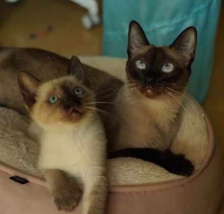 Reinrassige Siam Katzen, alter Typ Thai Siam Kitten
