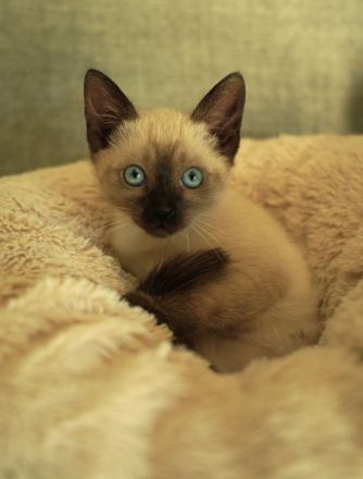 Reinrassige Siam Katzen, alter Typ Thai Siam Kitten