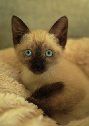 Reinrassige Siam Katzen, alter Typ Thai Siam Kitten