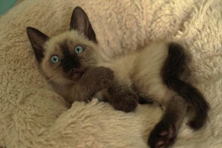 Reinrassige Siam Katzen, alter Typ Thai Siam Kitten