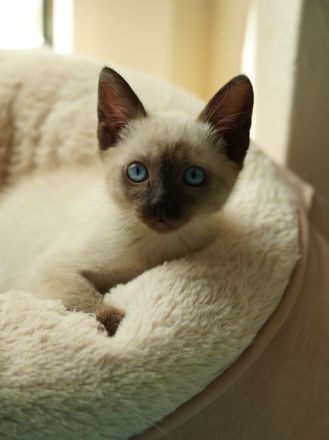 Reinrassige Siam Katzen, alter Typ Thai Siam Kitten