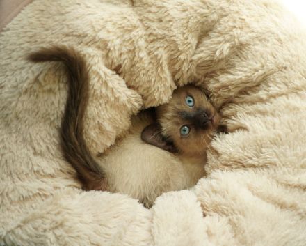 Reinrassige Siam Katzen, alter Typ Thai Siam Kitten