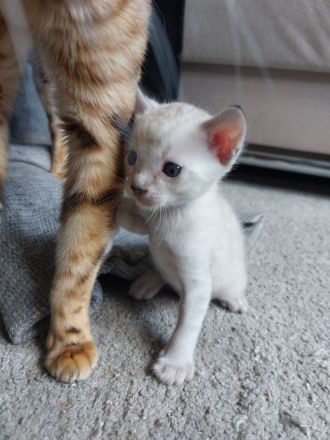 Bengal Snow Mink Kitte