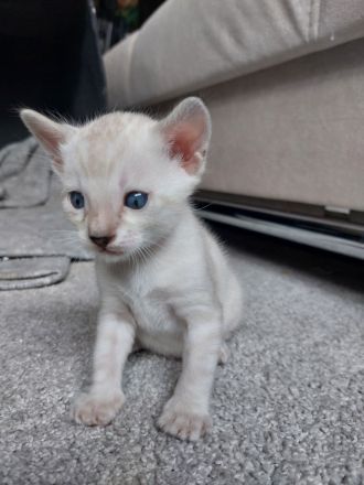 Bengal Snow Mink Kitte