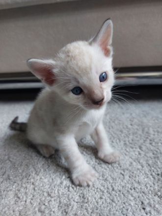 Bengal Snow Mink Kitte