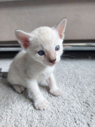 Bengal Snow Mink Kitte