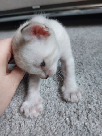 Bengal Snow Mink Kitte