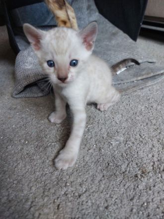 Bengal Snow Mink Kitte