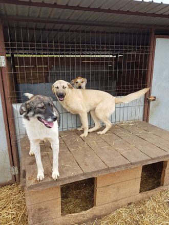 liebe,kastrierte Elvira im Tötungstierheim in Rumänien, hofft auf Rettung durch tierliebe Menschen