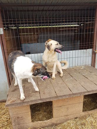 liebe,kastrierte Elvira im Tötungstierheim in Rumänien, hofft auf Rettung durch tierliebe Menschen