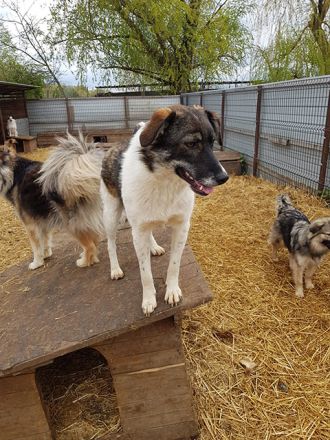 liebe,kastrierte Elvira im Tötungstierheim in Rumänien, hofft auf Rettung durch tierliebe Menschen