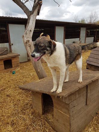 liebe,kastrierte Elvira im Tötungstierheim in Rumänien, hofft auf Rettung durch tierliebe Menschen