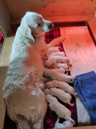 Golden Retriever Welpen aus FCI Zucht