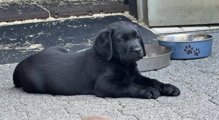 Labrador Retriever Rüde