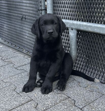 Labrador Retriever Rüde
