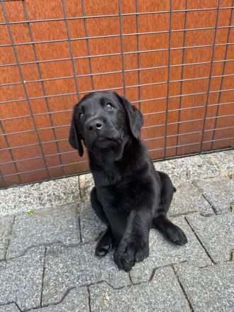 Labrador Retriever Rüde