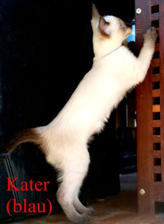 Siamkitten - Old Style Siamese (Wichien-Maat)