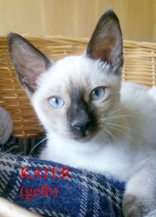 Siamkitten - Old Style Siamese (Wichien-Maat)