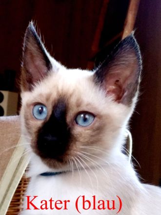 Siamkitten - Old Style Siamese (Wichien-Maat)