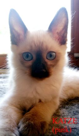Siamkitten - Old Style Siamese (Wichien-Maat)