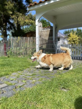 Zwei erwachsene Corgi Hündinnen in liebevolle Hände abzugeben