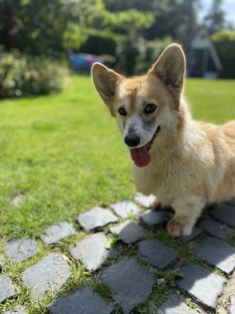 Zwei erwachsene Corgi Hündinnen in liebevolle Hände abzugeben