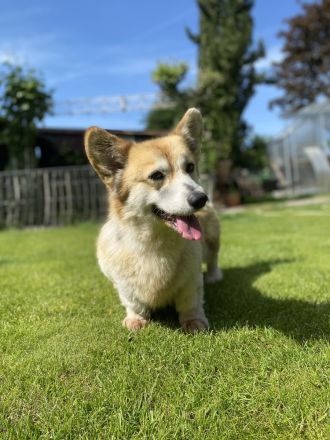 Zwei erwachsene Corgi Hündinnen in liebevolle Hände abzugeben