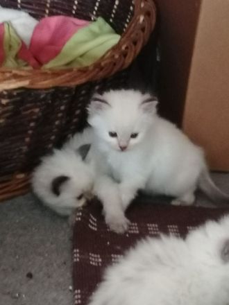 Reinrassige Heilige Birma Kätzchen. 2 sind reserviert!