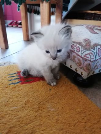 Reinrassige Heilige Birma Kätzchen. 2 sind reserviert!