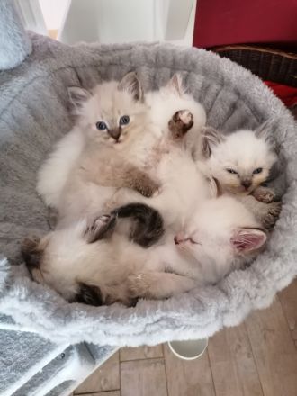 Reinrassige Heilige Birma Kätzchen. 2 sind reserviert!