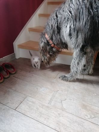 Reinrassige Heilige Birma Kätzchen. 2 sind reserviert!