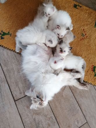 Reinrassige Heilige Birma Kätzchen. 2 sind reserviert!