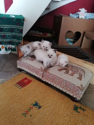Reinrassige Heilige Birma Kätzchen. 2 sind reserviert!