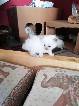 Reinrassige Heilige Birma Kätzchen. 2 sind reserviert!