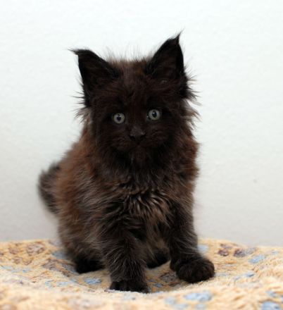 Maine Coon von der kleinen Insel