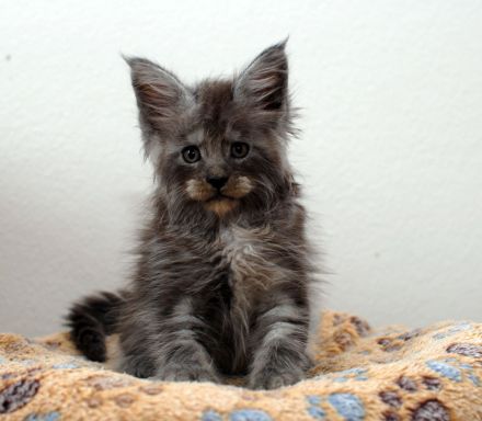 Maine Coon von der kleinen Insel