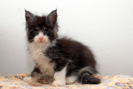 Maine Coon von der kleinen Insel