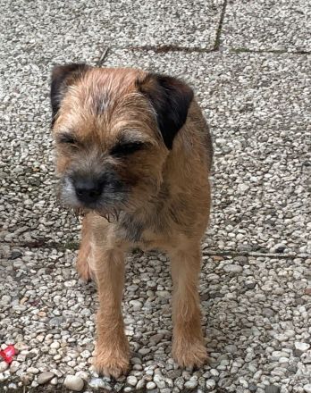 Von der Border-Meute FCI