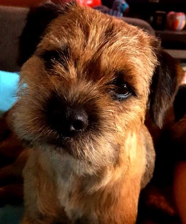 Von der Border-Meute FCI