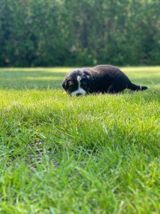 Australian Shepherd Welpen