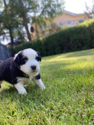 Australian Shepherd Welpen