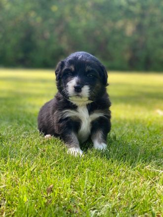 Australian Shepherd Welpen