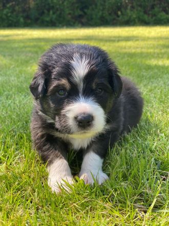 Australian Shepherd Welpen
