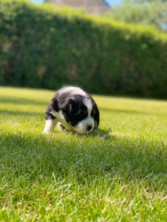 Australian Shepherd Welpen