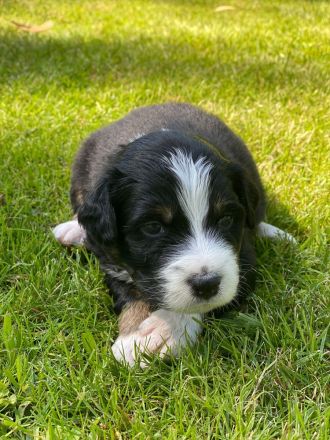 Australian Shepherd Welpen